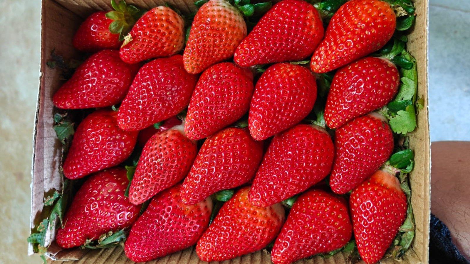India Aims to Grow Its Own Strawberries Amid Picked-By-Climate Risks